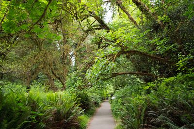 Big Tree Trail