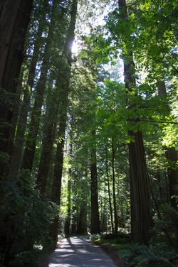 Ave of the Giants