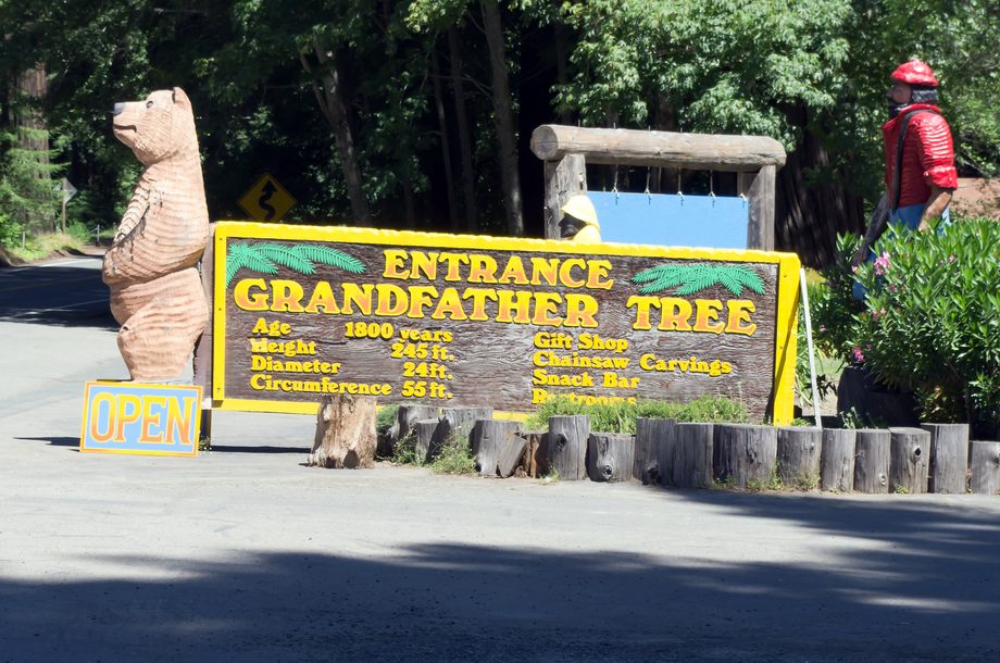 Grandfather Tree