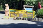 Grandfather Tree