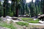 Sequoia NP