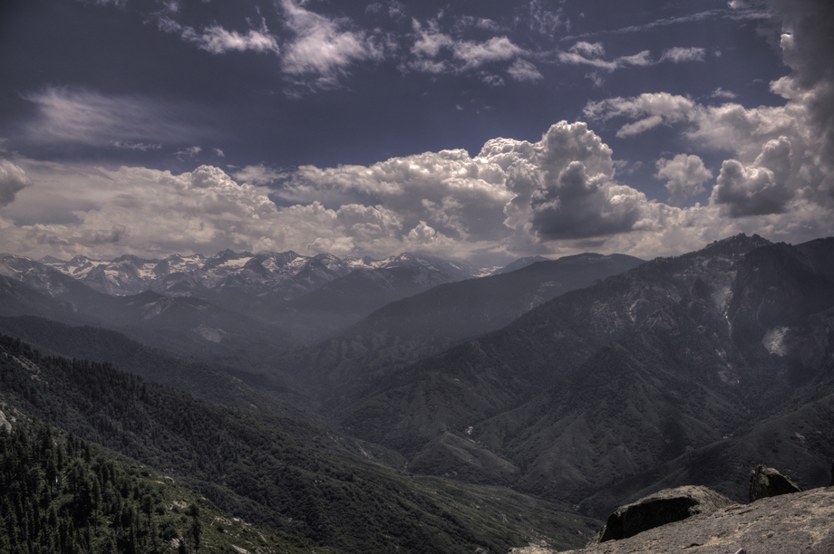 Sequoia NP