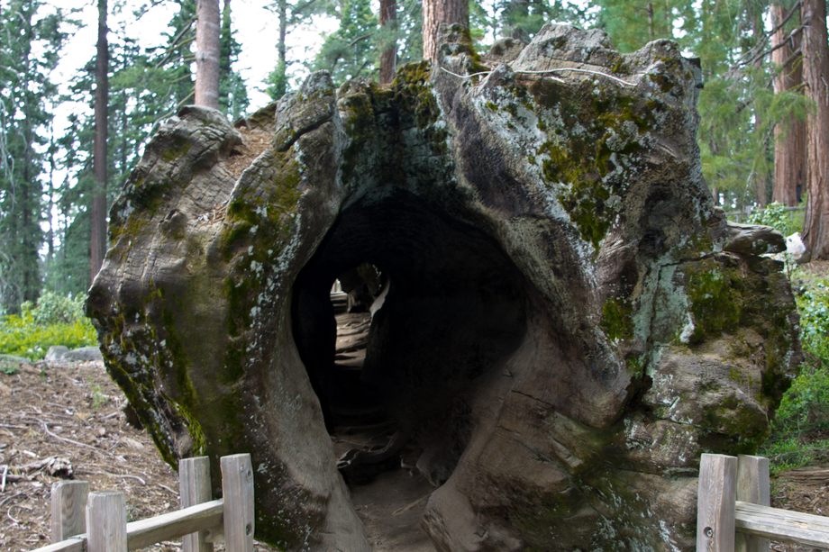 Sequoia NP