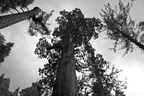 Sequoia NP