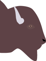 Bison