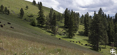 National Bison Range