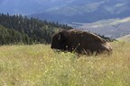 Bison