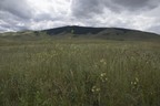 National Bison Range