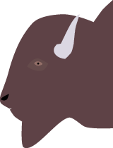 Bison