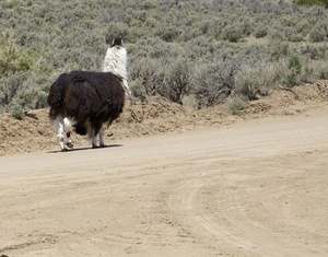 Lama