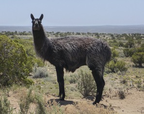 Lama