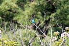 Shenandoah NP Vogel