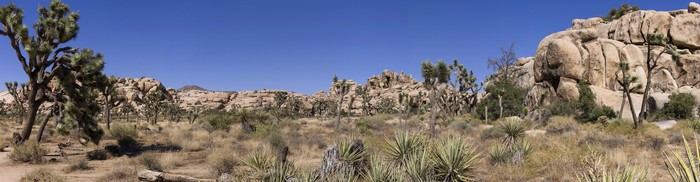 Joshua Tree National Park