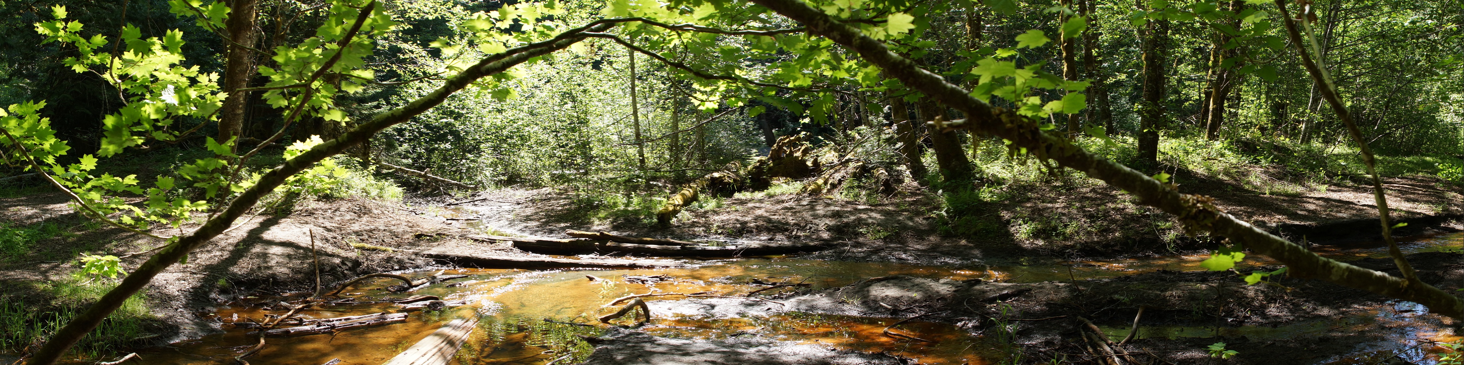 Grove of the Patriarchs Nature Trail