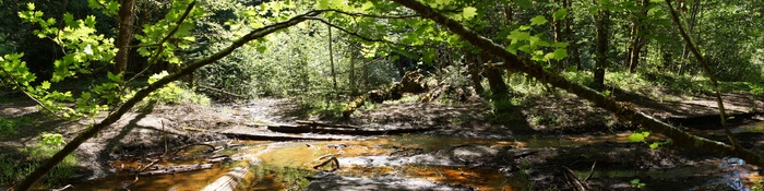 Grove of the Patriarchs Nature Trail
