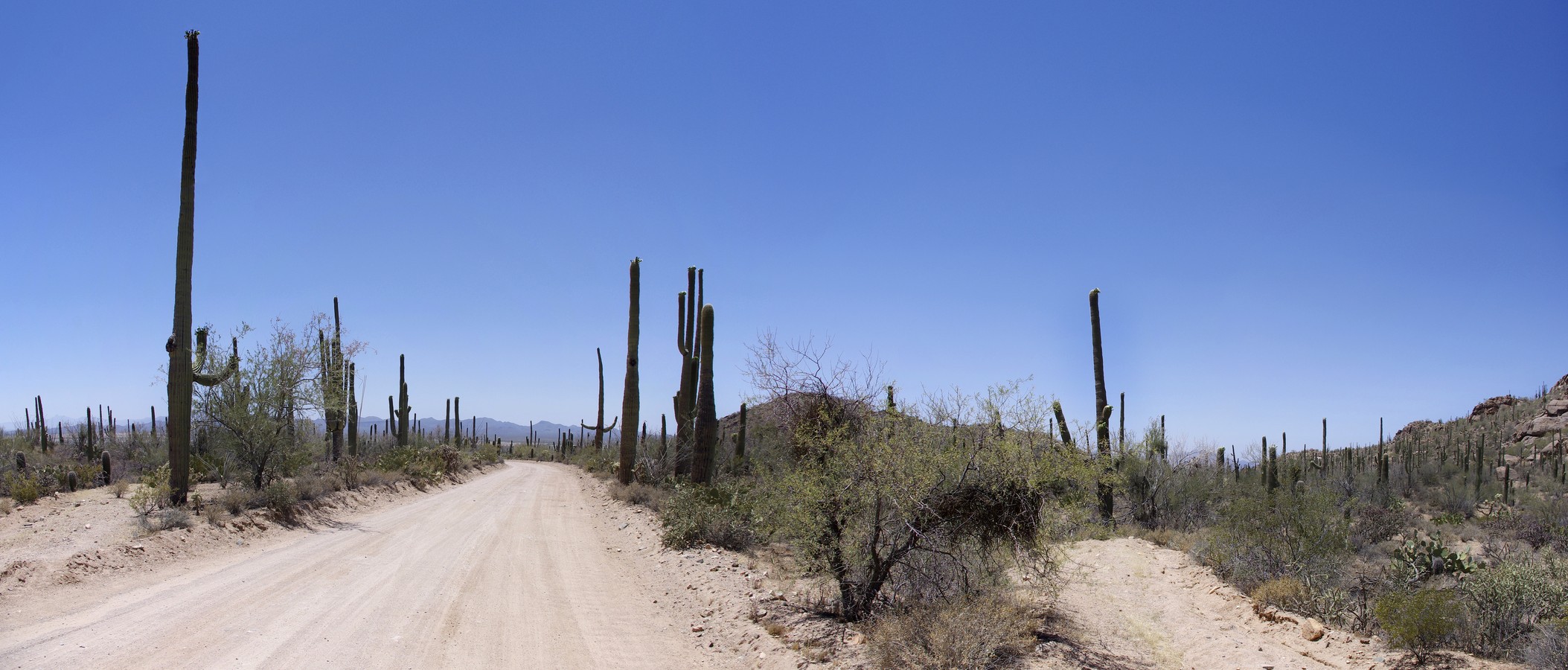 Saguaro West Loop Drive