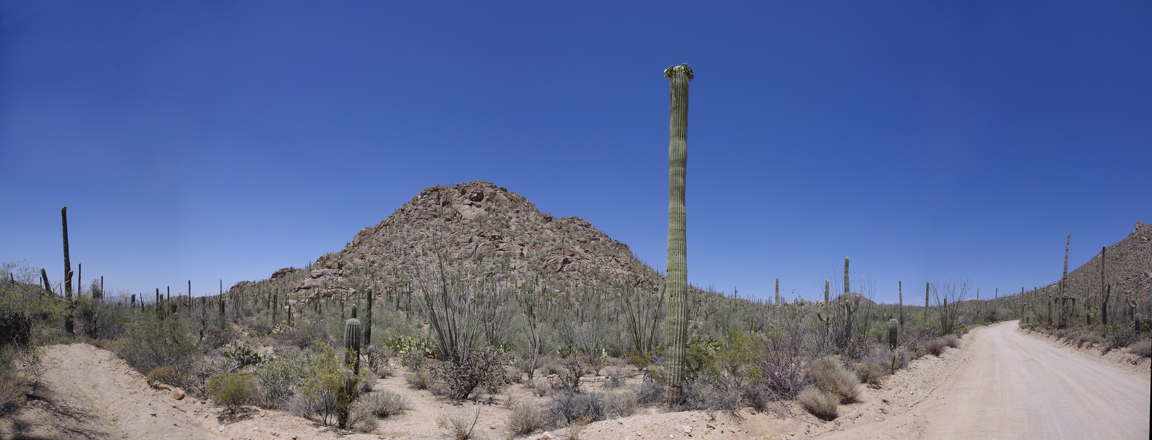 Saguaro West Loop Drive