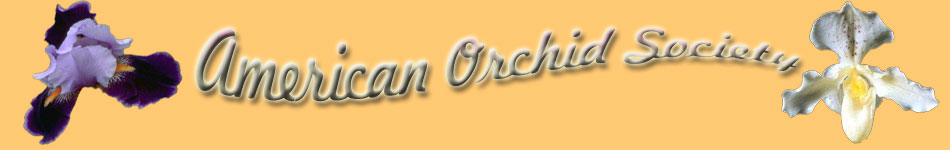 Orchid