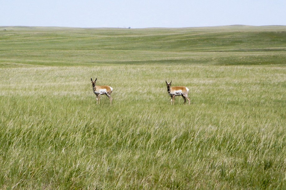 Deer