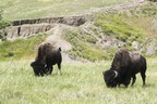 Bison