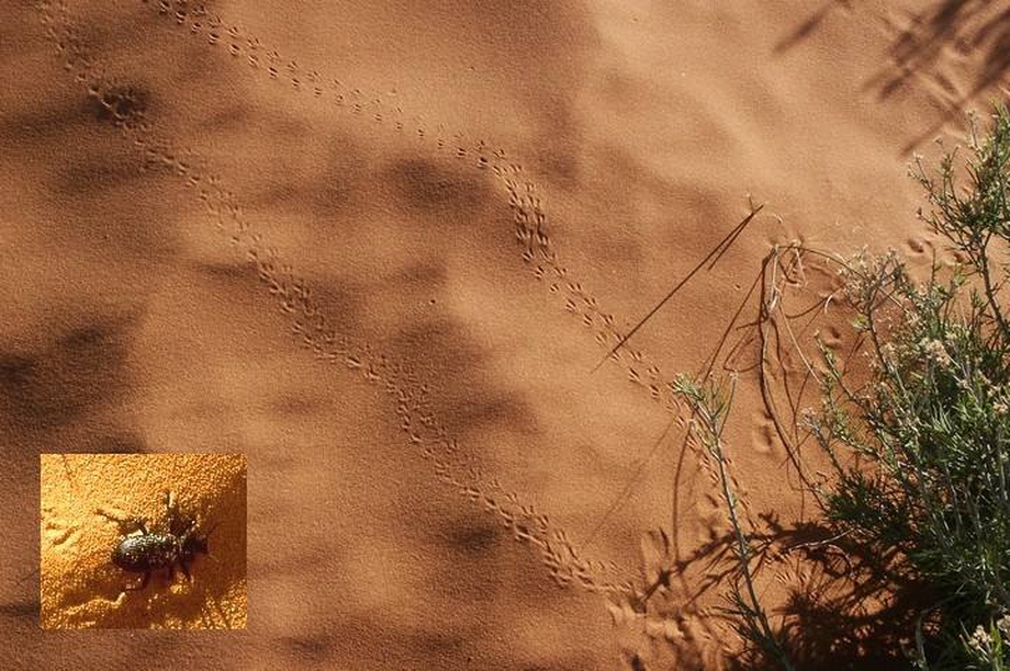 Spuren im Sand