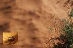 Spuren im Sand
