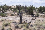 Canyonlands NP Needles