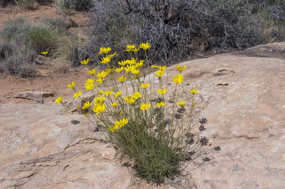Canyonlands NP Needles