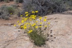 Canyonlands NP Needles