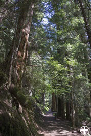 Grove of the Patriarchs Nature Trail