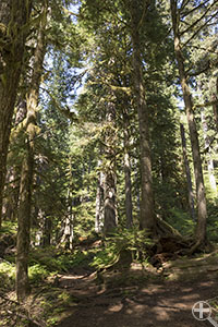 Twin Firs Trail