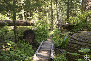 Twin Firs Trail