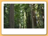 Ave of the Giants
