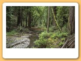 Muir Woods