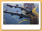 Aquarium Monterey