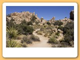 Joshua Tree
