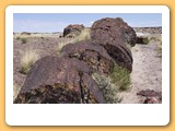 Petrified Forest
